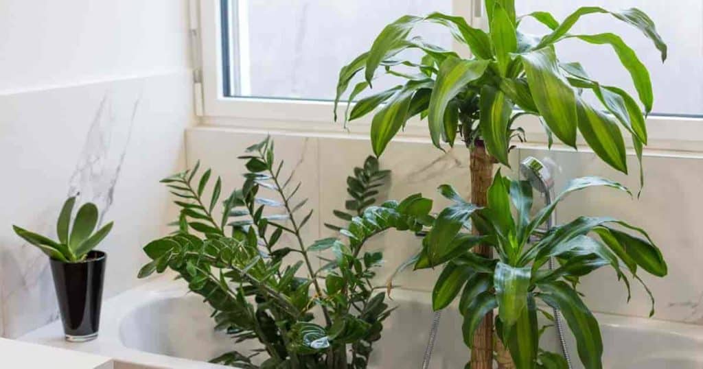 selecting houseplants for your bathroom