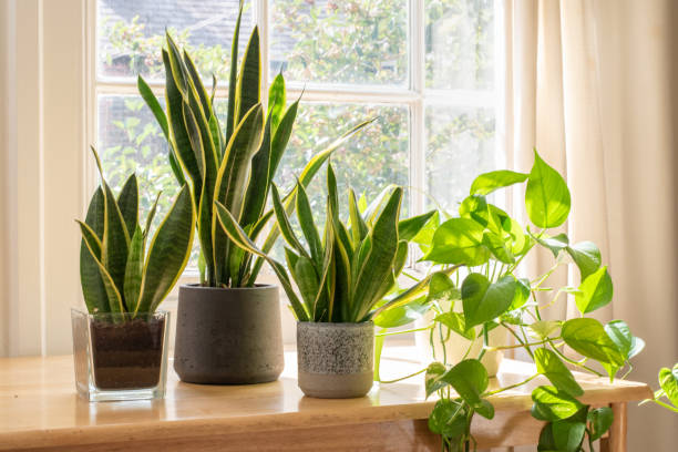 best bathroom plants guide
